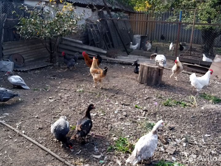 Утки и петушки