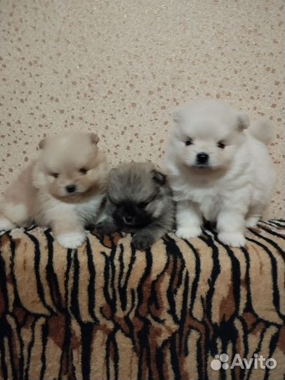 Щенки шпица