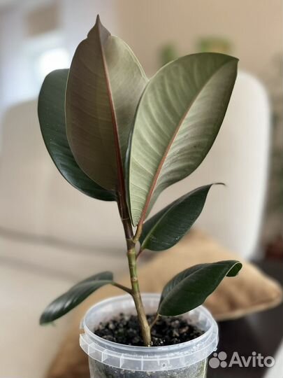 Фикус Эластика робуста