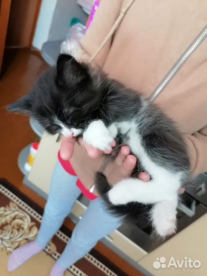 Отдам котят в добрые руки