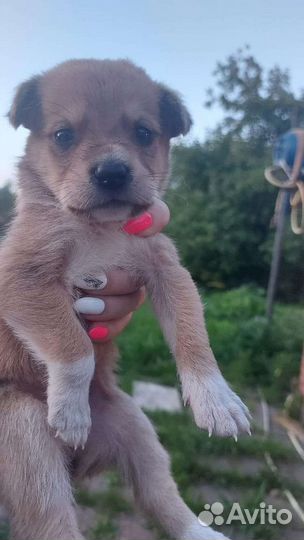 Отдам в добрые руки маленьких щенят