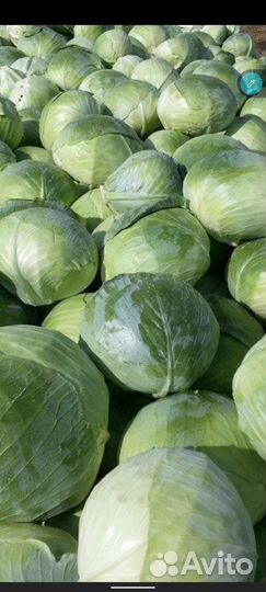 Капуста Агрессор