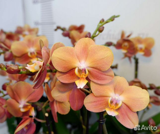 Phalaenopsis Monaco, midi