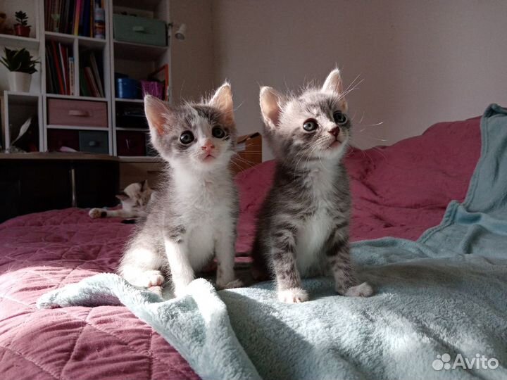 Котята в добрые руки