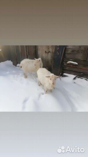 Козлики зааненской породы