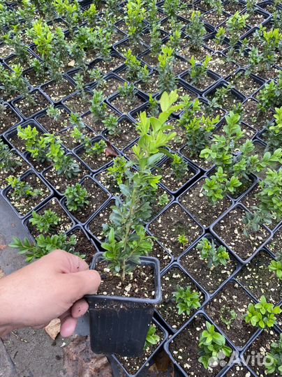 Самшит бересклет