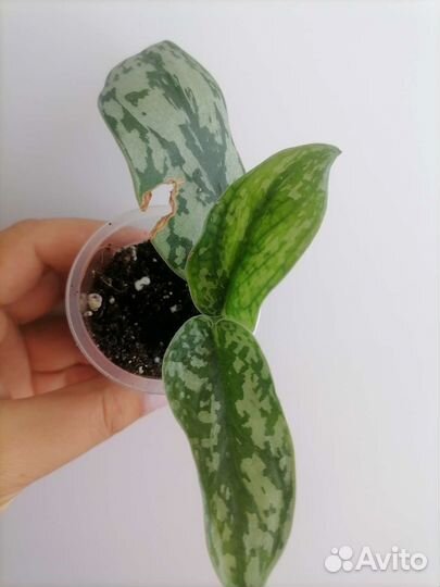 Сциндапсусы сортовые