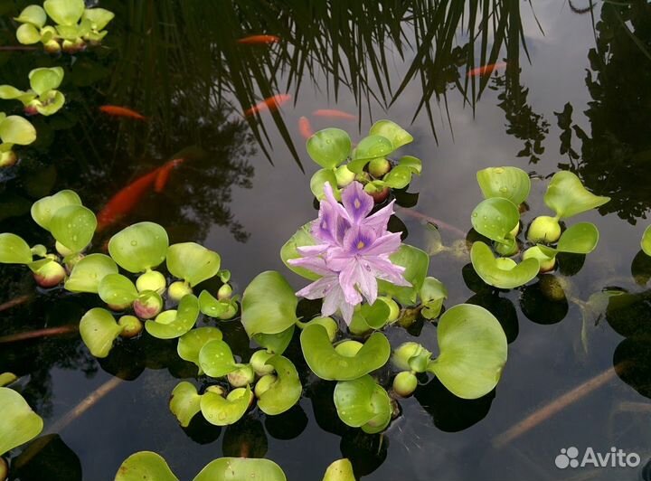 Водный гиацинт (эйхорния)