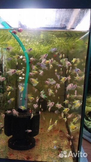 Тернеция гло