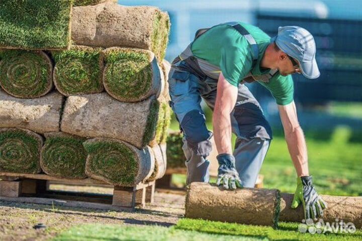 Рулонный газон