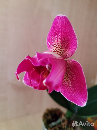 Орхидея Phal. Joy Spotted Butterfly