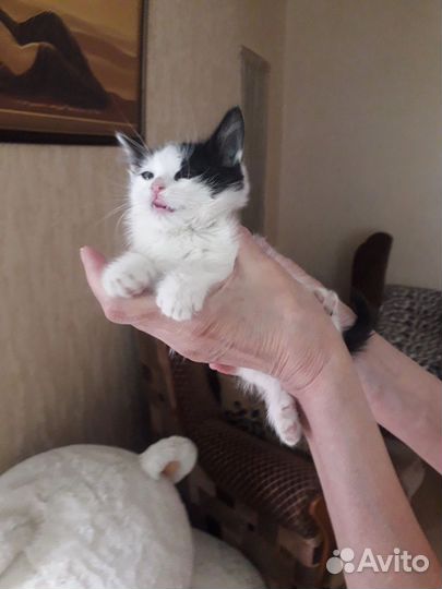 Кошка девочка