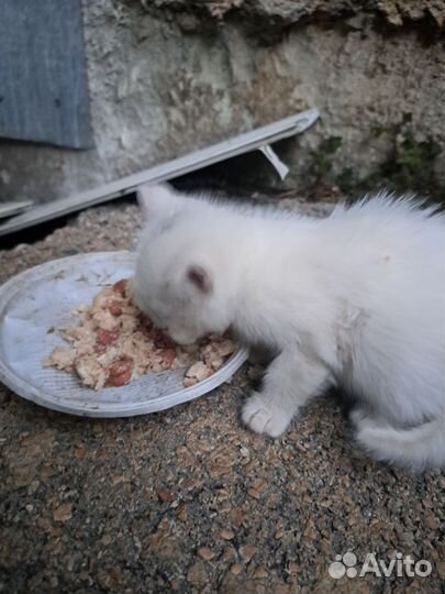 Белые котята