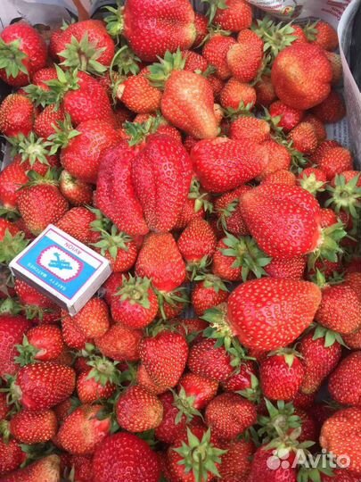 Рассада клубники и малины