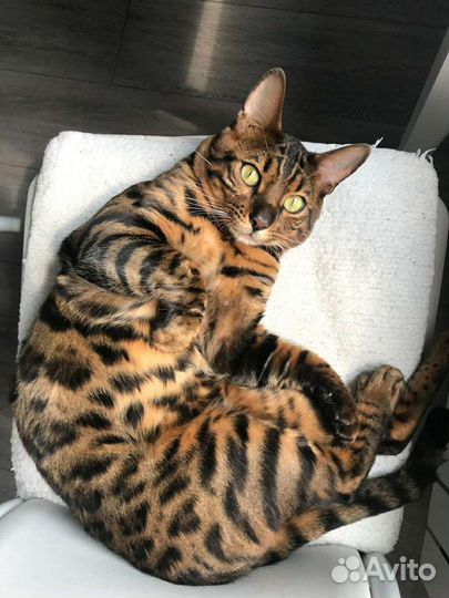 Бенгальский котик для вязки