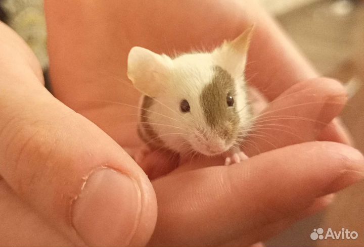 Декоративные мыши