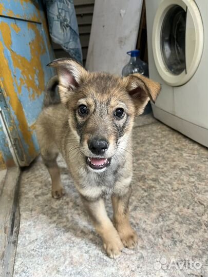 Отдам шенков