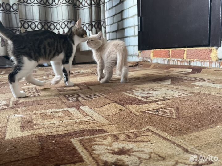 Рыжий котенок