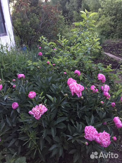 Лилейники сортовые, пионы, флоксы, ирисы