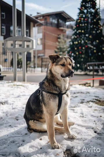 Ласковая собака