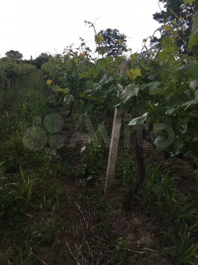 Участок 100 сот. (СНТ, ДНП)