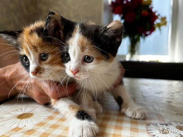 Кошки в добрые руки бесплатно