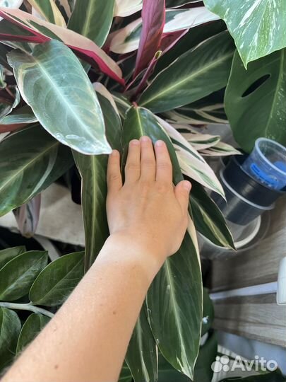 Строманта триколор