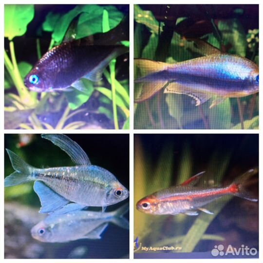 Аквариумные рыбки неоны и другие