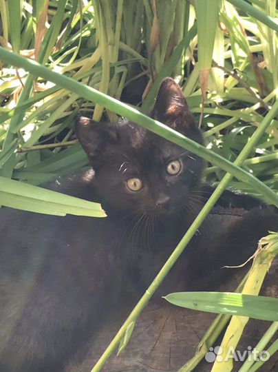 Котенок мальчик черный
