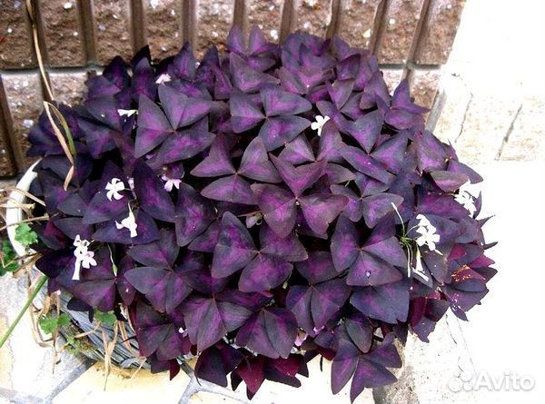 Оксалис, Кислица, Бабочка