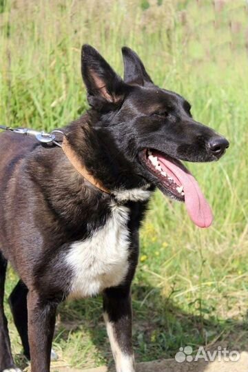 Собака Голди