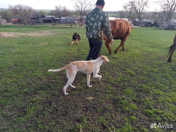 Русская борзая