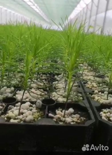 Саженцы сосны зкс от производителя