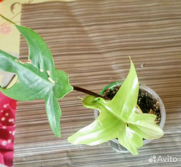 Филадендроны и другие цветочки