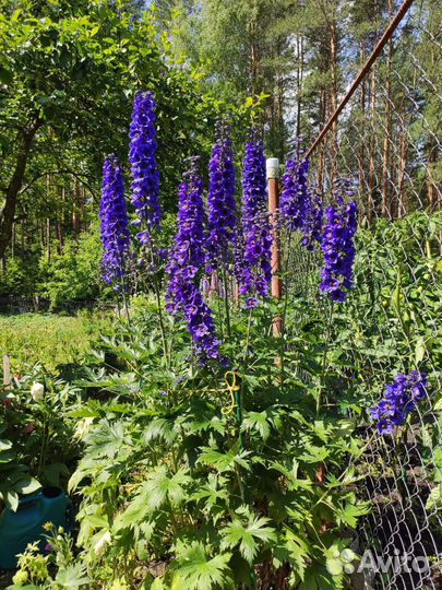 Дельфиниум