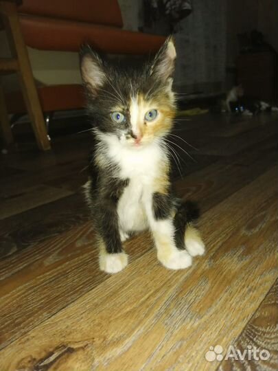 Котята в добрые руки. три девочки