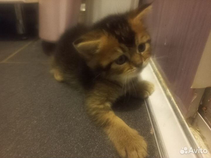 Британские котята
