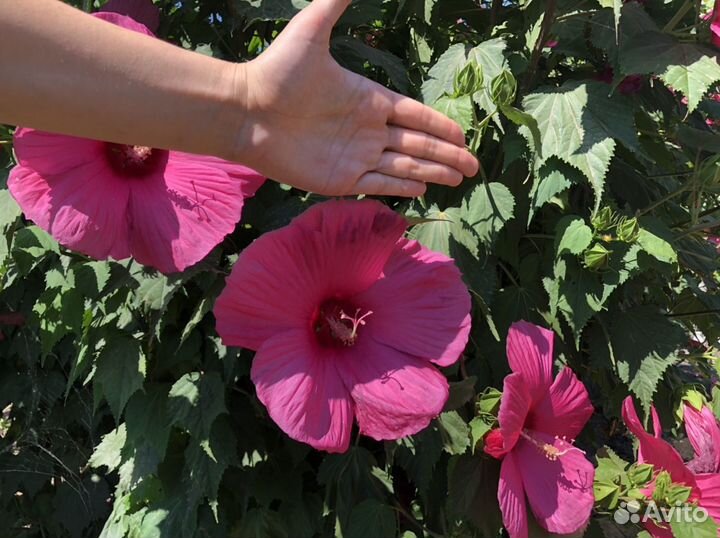 Гибискус Гигантский малиновый, зкс в горшке