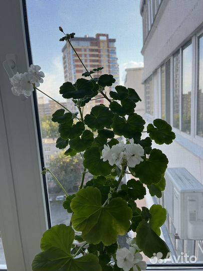 Пеларгония герань белая