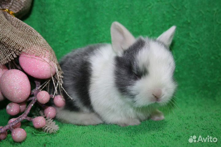 Кроли детки. Доставка по РФ