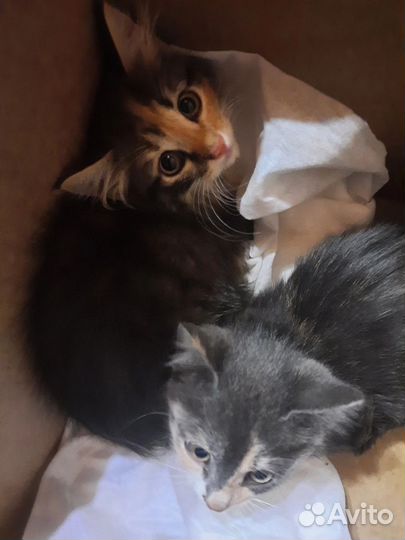 Отдадим котят