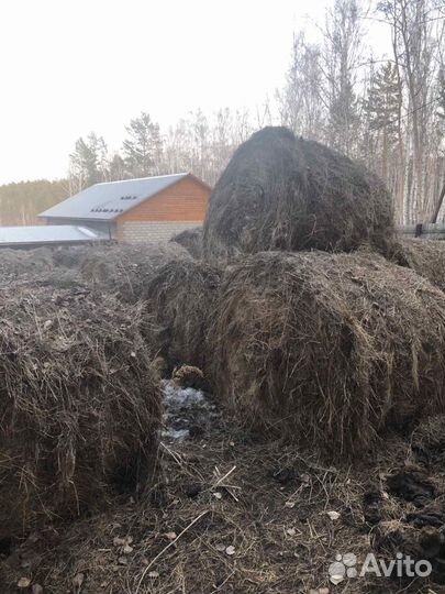 Продам сено в рулонах