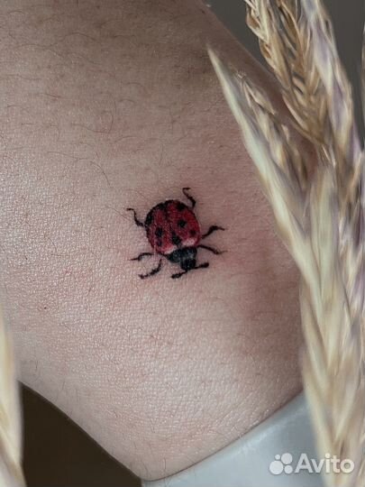 Тату, Белгород