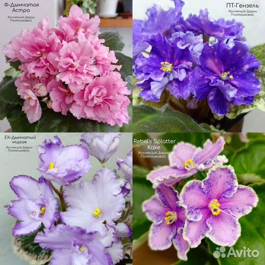 Фиалка. Укорененные черенки