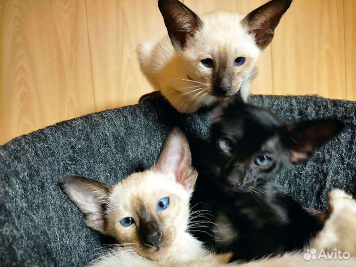 Ориентальные котята