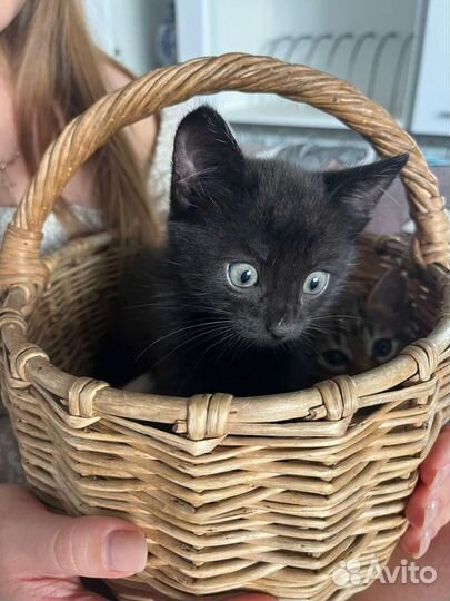 Кошка в дар