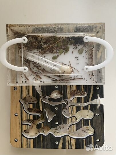 Муровьина ферма