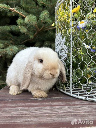Кролик