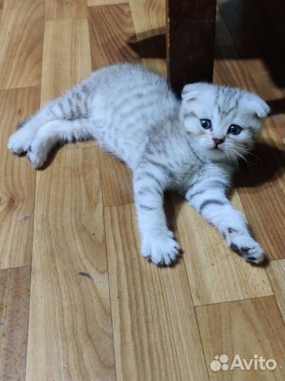 Шотландский вислоухий котенок
