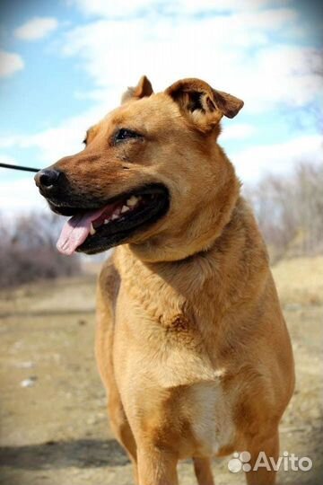 Собака Тэль